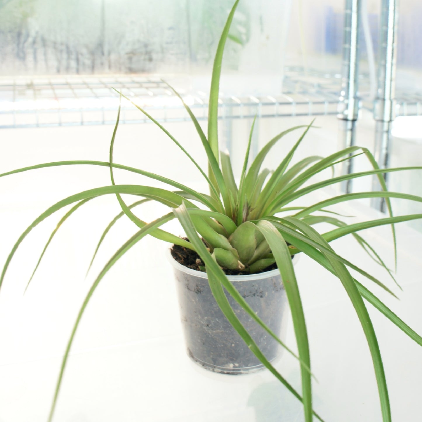 Tillandsia Cyanea Anita