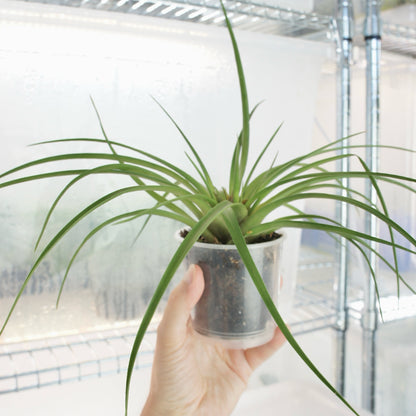 Tillandsia Cyanea Anita