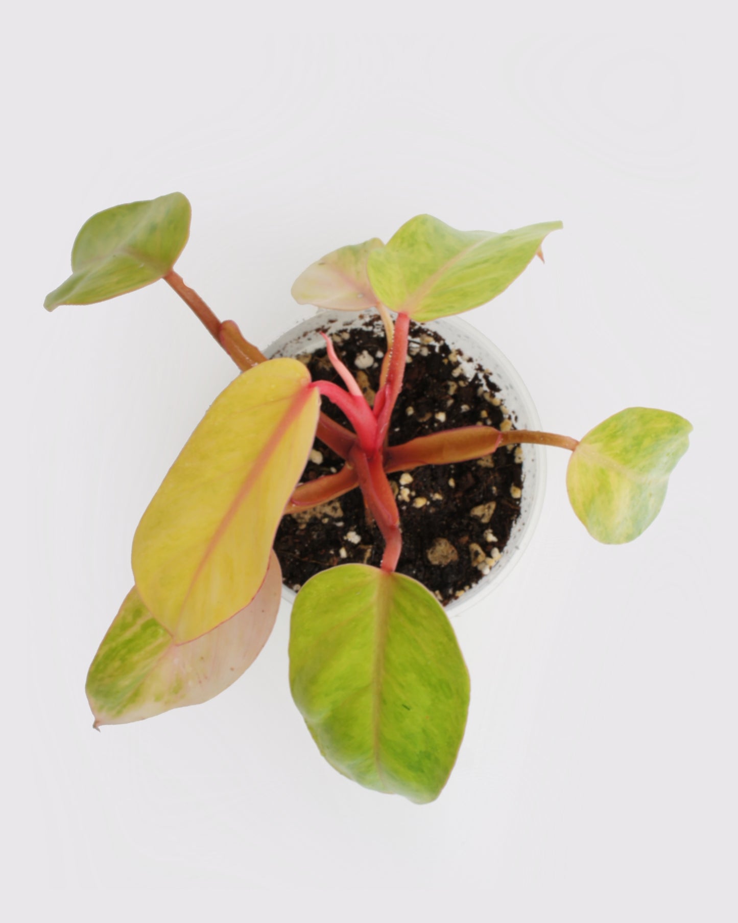 Philodendron Painted Lady - Erubescens Medusa