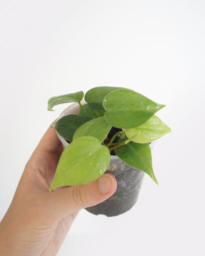 Philodendron Scandens