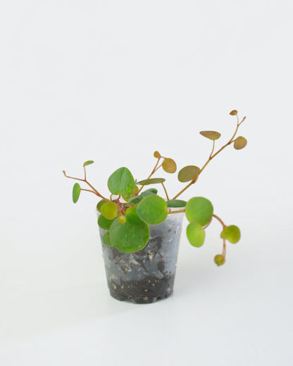 Peperomia Pepperspot (S) Larmes de crocodile