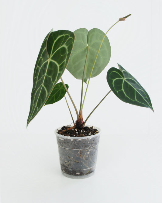 Anthurium Clarinervium (L)