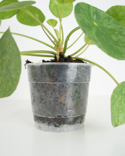 Pilea Peperomioides Mojito - medium