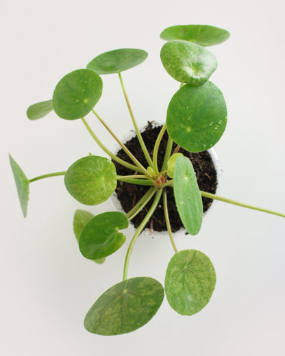 Pilea Peperomioides Mojito - medium