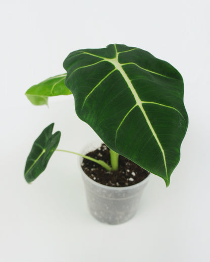 Alocasia Micholitziana Frydek (M)