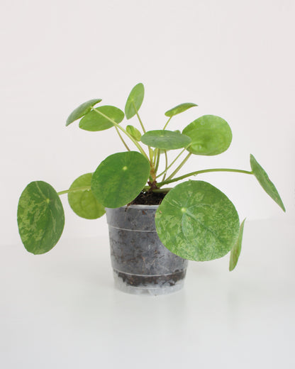 Pilea Peperomioides Mojito - medium