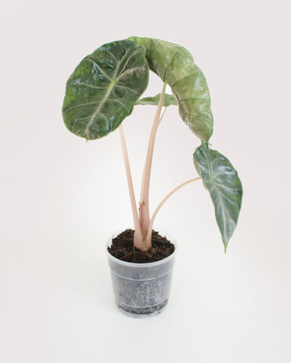 Alocasia Pink Dragon