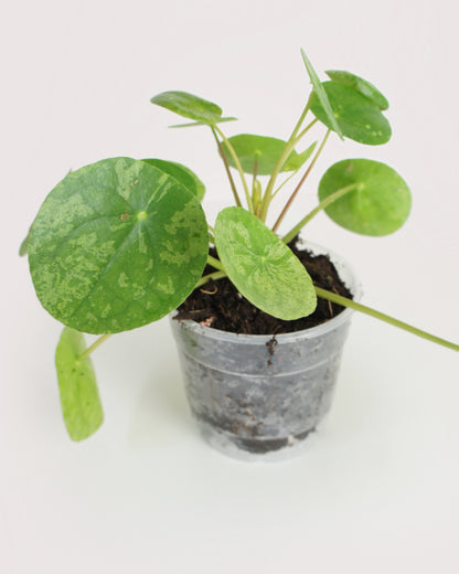 Pilea Peperomioides Mojito - medium