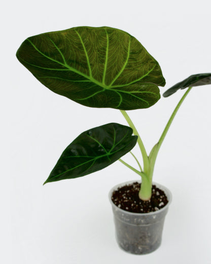 Alocasia Regal Shields