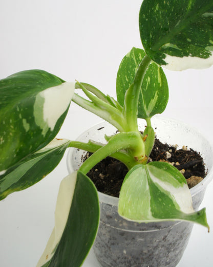 Philodendron White Wizard (M)