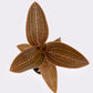 Anoectochilus Roxburghii x Ludisia Discolor - Orchidée bijou