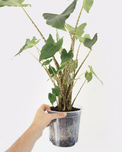 Alocasia Zebrina (XL)