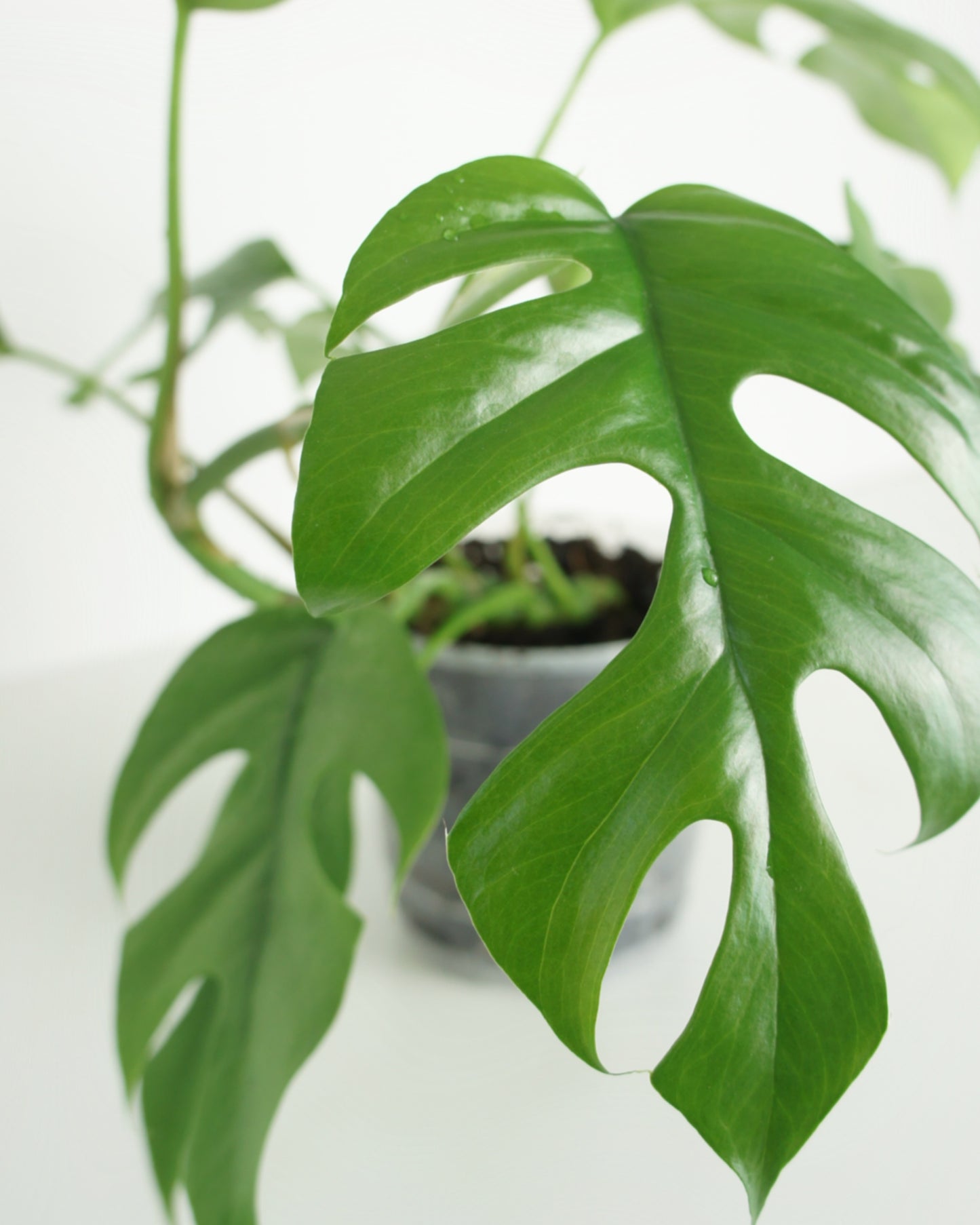 Rhaphidophora Tetrasperma - monstera minima
