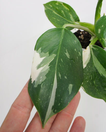 Philodendron White Wizard (M)