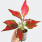 Aglaonema Cherry Baby