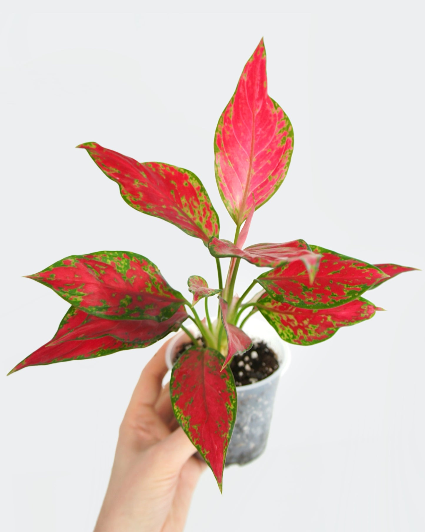 Aglaonema Cherry Baby