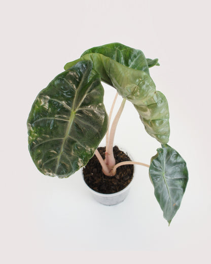 Alocasia Pink Dragon