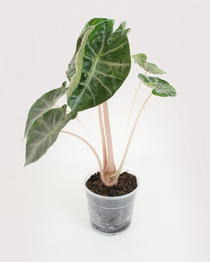 Alocasia Pink Dragon