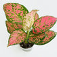 Aglaonema Crimson Love