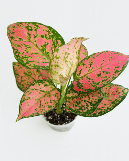 Aglaonema Crimson Love