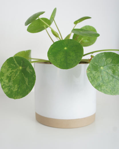 Pilea Peperomioides Mojito - medium