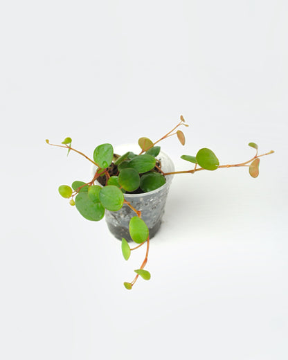 Peperomia Pepperspot (S) Larmes de crocodile