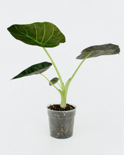 Alocasia Regal Shields