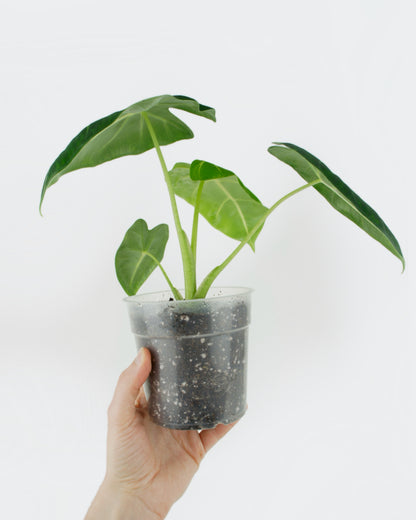 Alocasia Micholitziana Frydek (M)