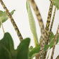 Alocasia Zebrina XL