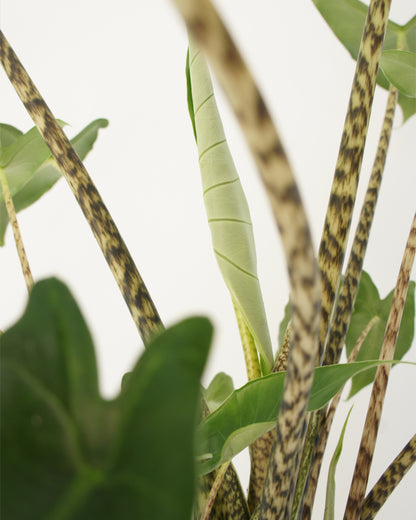 Alocasia Zebrina (XL)