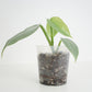 Philodendron Hastatum - Silver Sword
