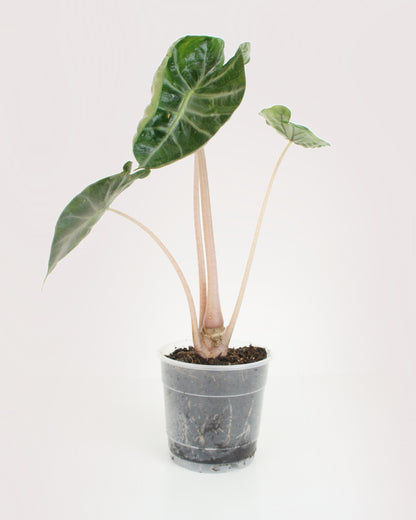 Alocasia Pink Dragon