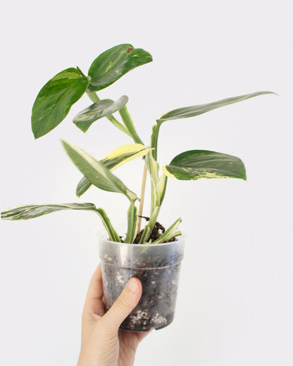 Monstera Standleyana Albo Variegata