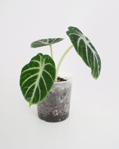 Alocasia Ninja