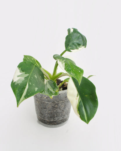 Philodendron White Wizard (M)