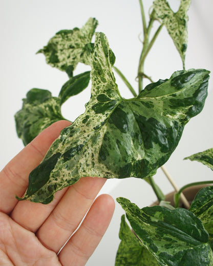 Syngonium Mottled Mojito