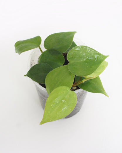 Philodendron Scandens