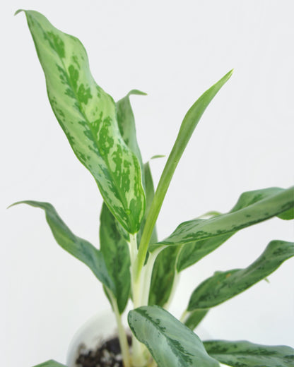 Aglaonema Greyhound