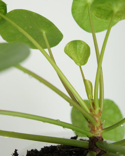 Pilea Peperomioides Mojito - medium