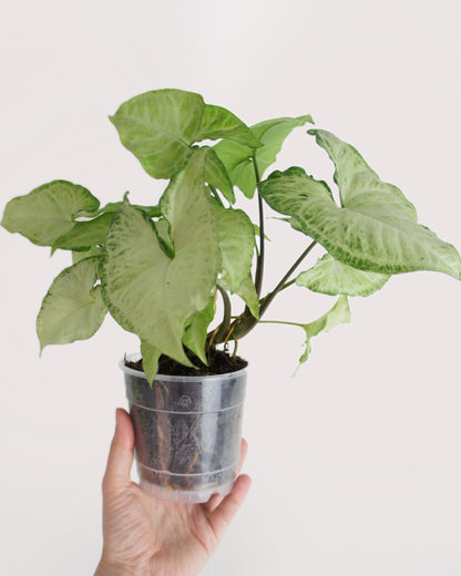 Syngonium White Butterfly