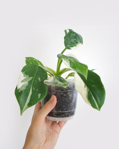 Philodendron White Wizard (M)