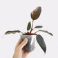 Philodendron Erubescens - Pink Princess