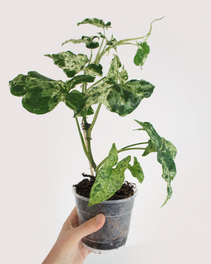 Syngonium Mottled Mojito