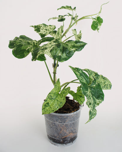 Syngonium Mottled Mojito