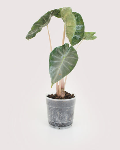 Alocasia Pink Dragon