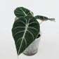 Alocasia Reginula Black Velvet (S)