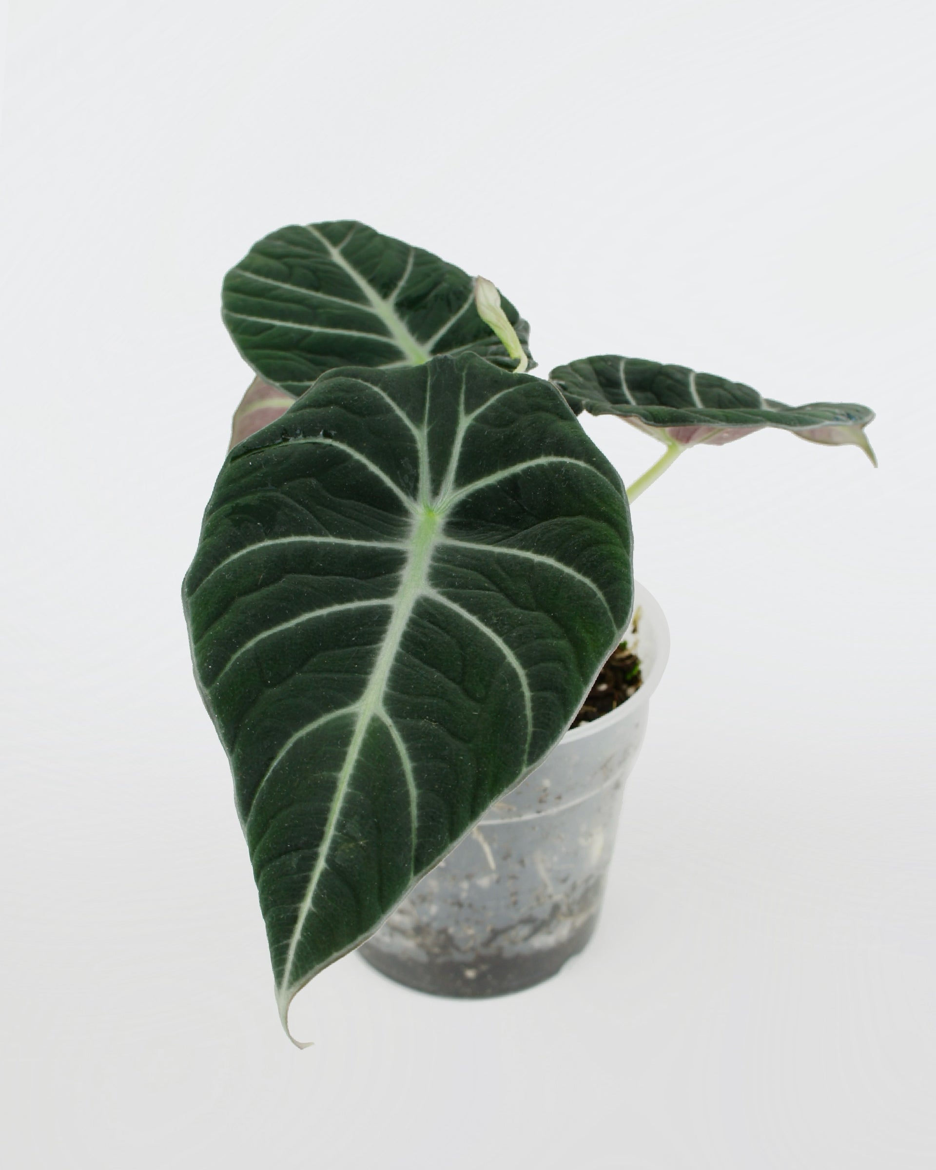 Alocasia Reginula Black Velvet (M)