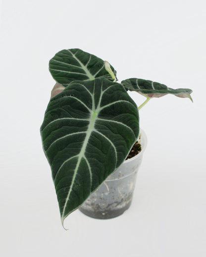 Alocasia Reginula Black Velvet (S)