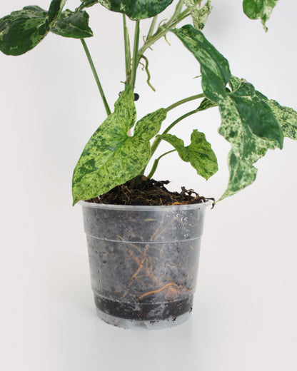 Syngonium Mottled Mojito