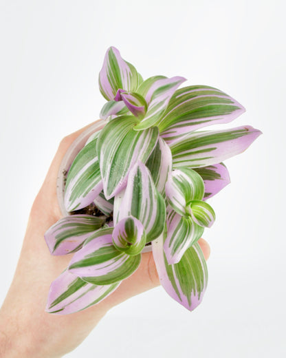 Tradescantia Nanouk - Bubble gum